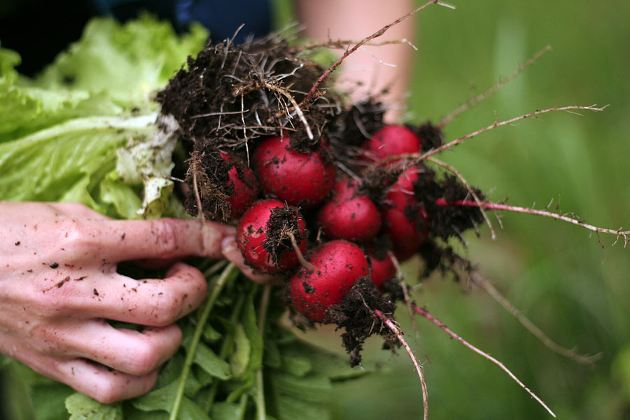 edible gardens in arizona